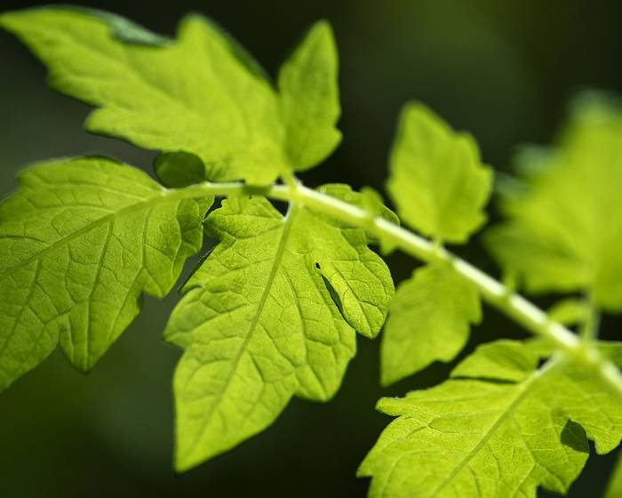 Todas las «S» de la sostenibilidad Pomì