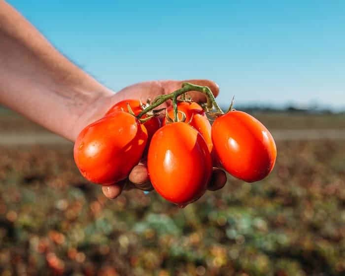 Recién recogido, exquisito en la cocina.