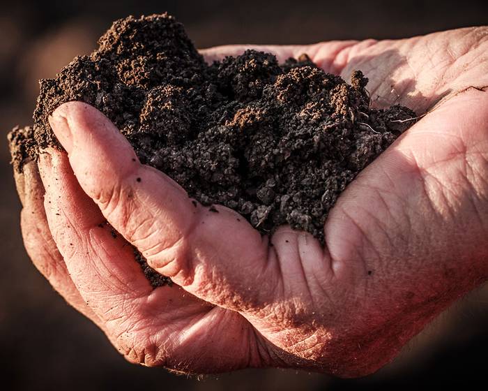 Pomì quality: a daily choice