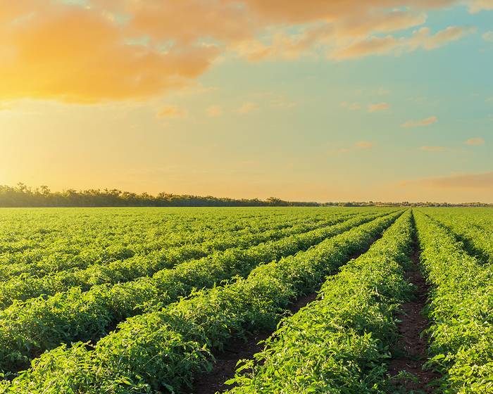 Siguiendo las huellas del tomate Pomì. Una historia de constante innovación