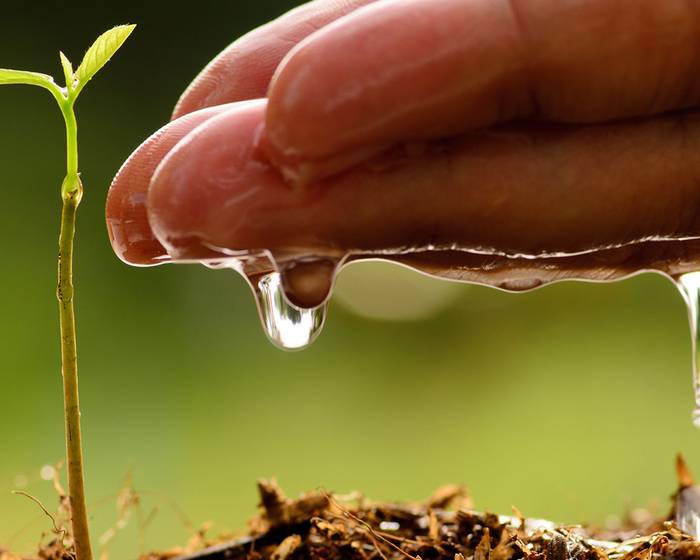 Tierra, agua, corazón: estos son los ingredientes del tomate Pomì
