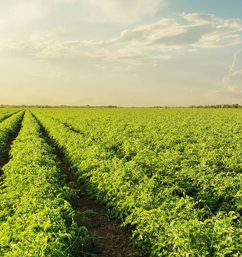 El verano, la estación de los tomates Pomì