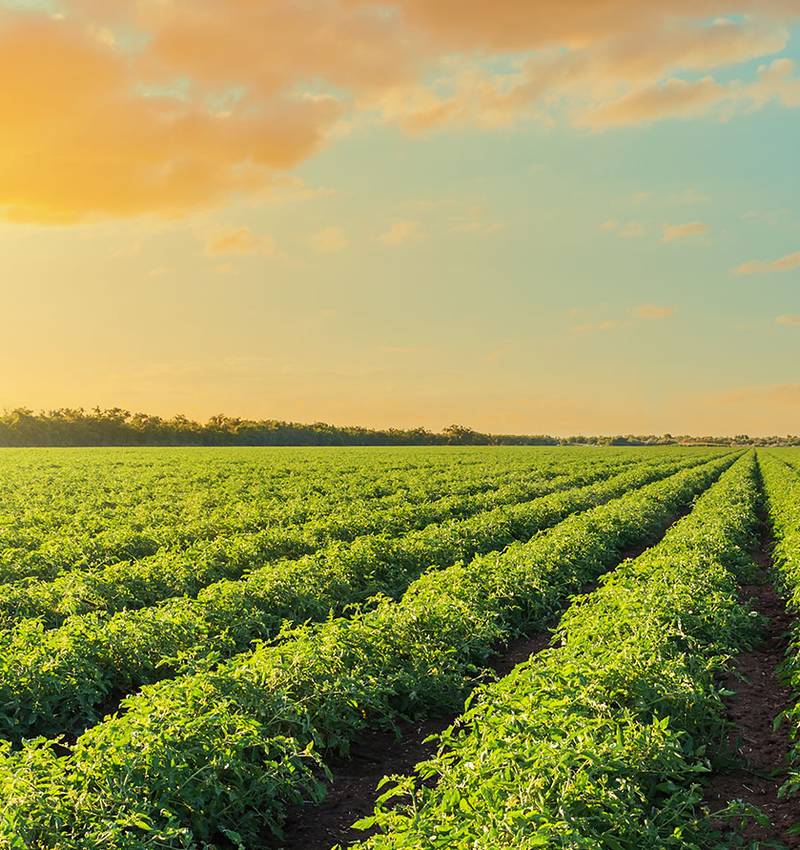 Siguiendo las huellas del tomate Pomì. Una historia de constante innovación